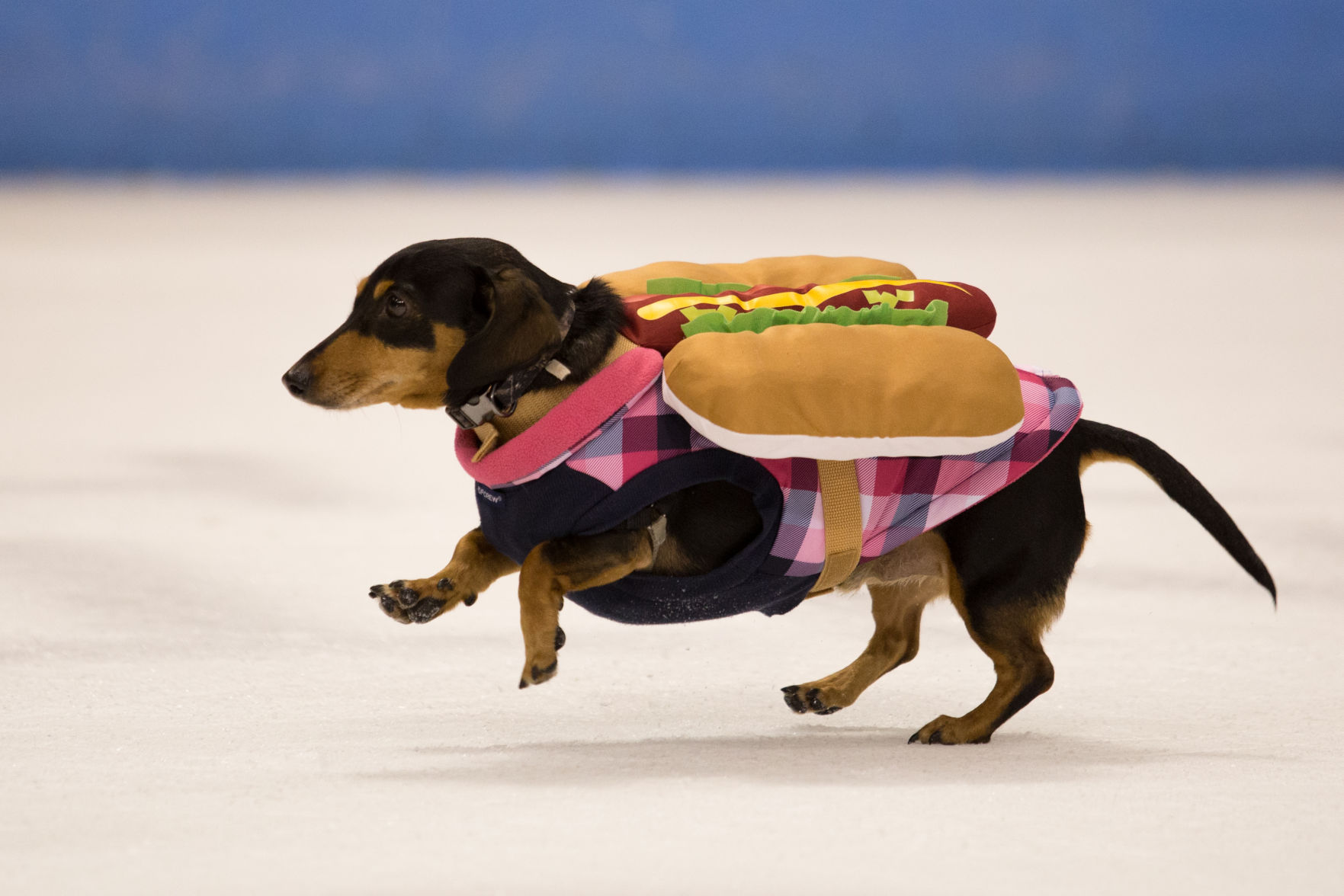 Stingrays wiener dog dressed as hot dog